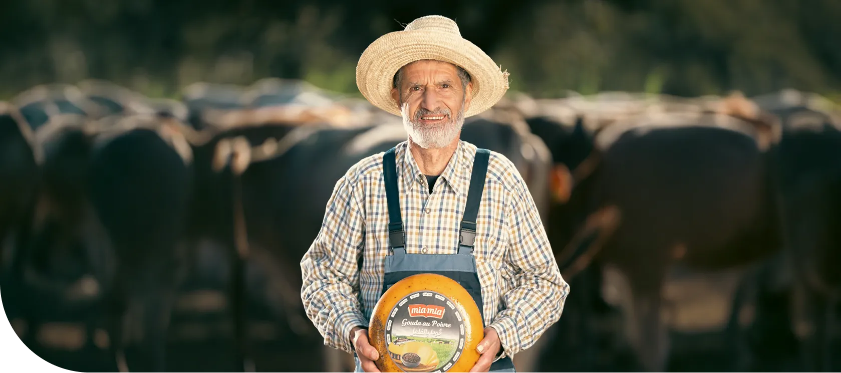 Farmer holding cheese wheel