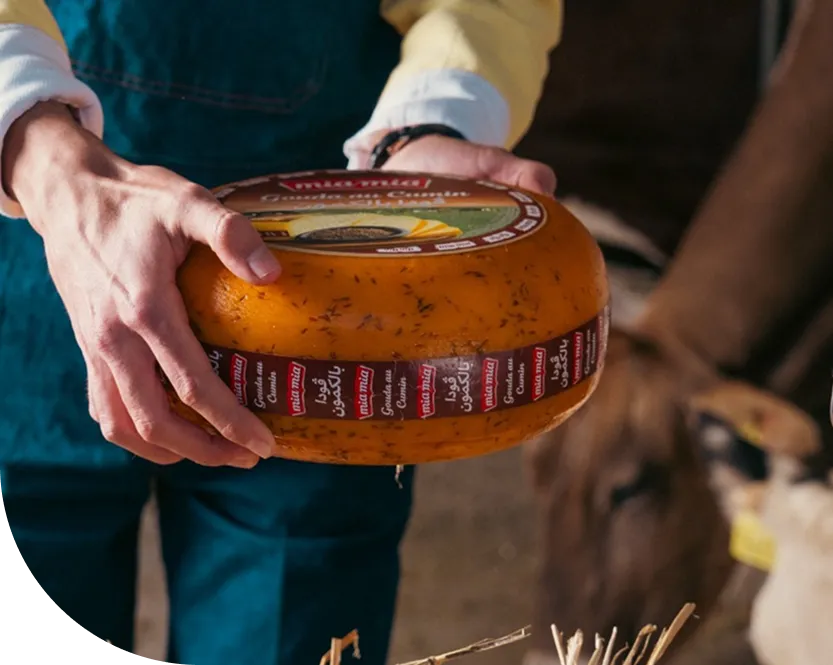 Hands holding cheese