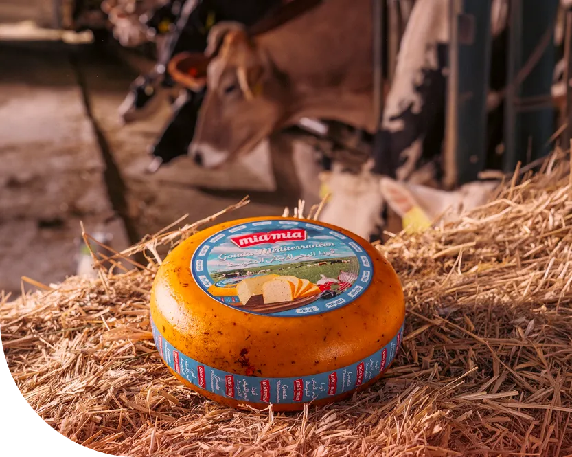 Rustic Cheese Wheel on Straw